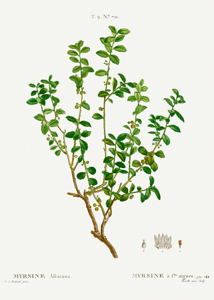 Cape myrtle, Myrsine africana from Trait&eacute; des Arbres et Arbustes que l&rsquo;on cultive en France en pleine terre…