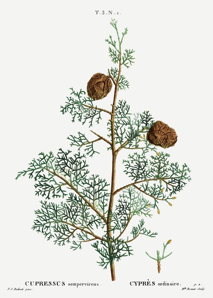 Mediterranean cypress (Cupressus sempervirens) from Trait&eacute; des Arbres et Arbustes que l&rsquo;on cultive en France en…