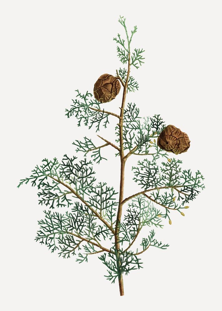 Vintage Mediterranean cypress plant vector