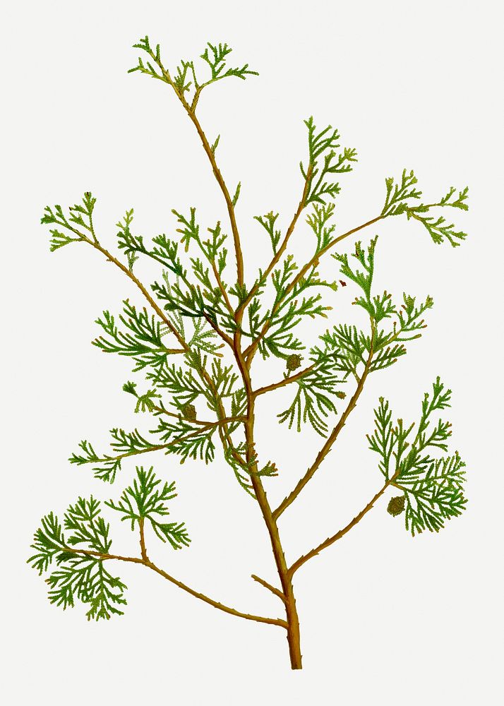 Vintage Atlantic white cypress branch plant illustration
