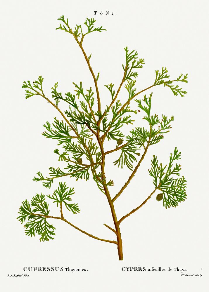 Atlantic white cypress, Cupressus Thuyoides from Trait&eacute; des Arbres et Arbustes que l&rsquo;on cultive en France en…