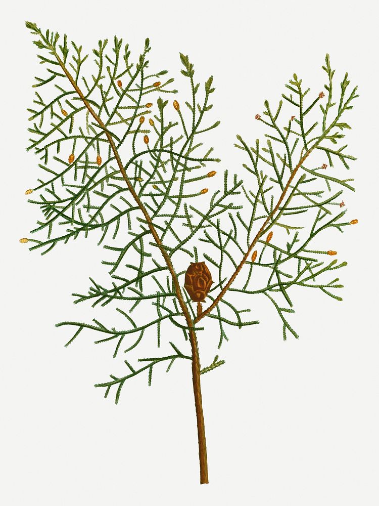 Vintage Chinese weeping cypress branch plant illustration