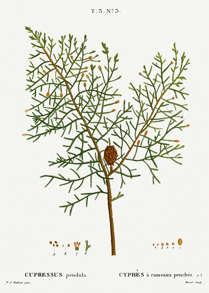 Chinese weeping cypress, Cupressus pendula from Trait&eacute; des Arbres et Arbustes que l&rsquo;on cultive en France en…
