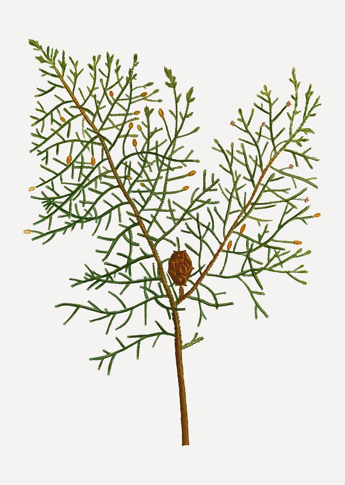 Vintage Chinese weeping cypress branch plant vector