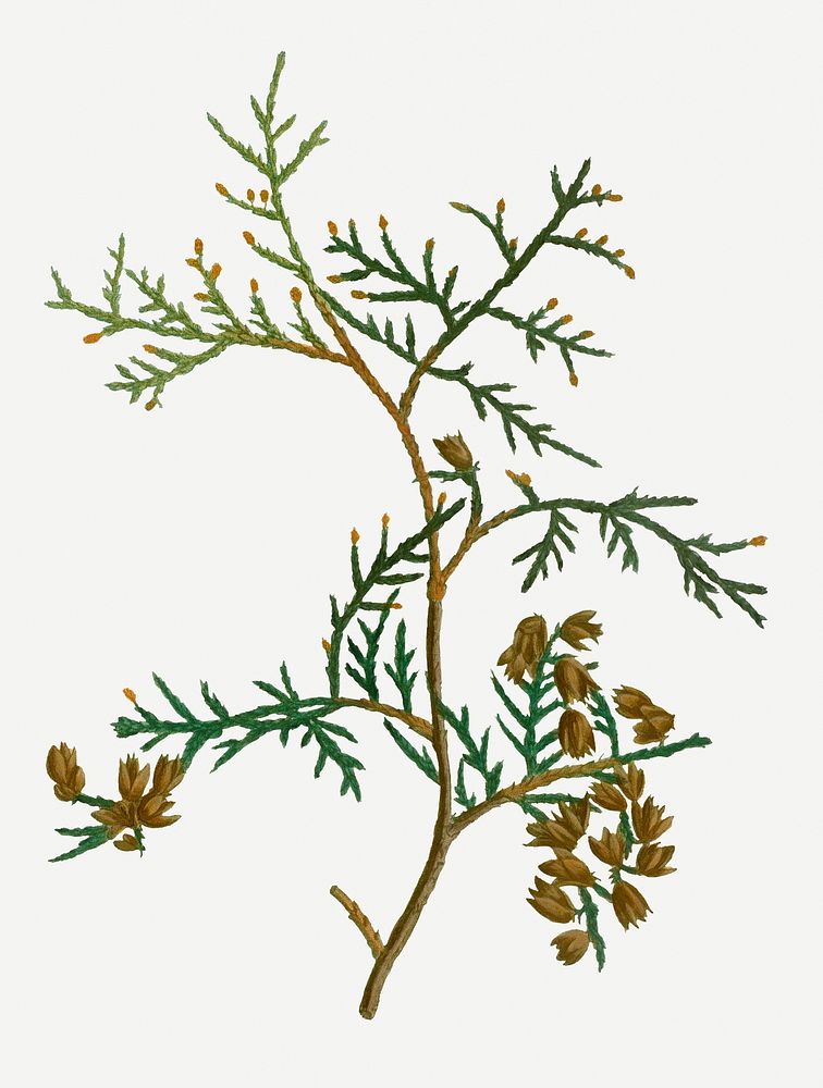 Vintage northern white-cedar branch plant illustration
