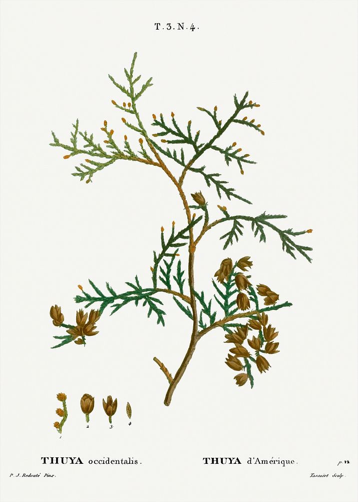 Northern white-cedar, Thuya occidentalis from Trait&eacute; des Arbres et Arbustes que l&rsquo;on cultive en France en…