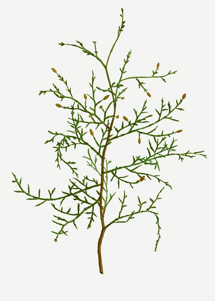 Vintage sictus tree branch plant illustration
