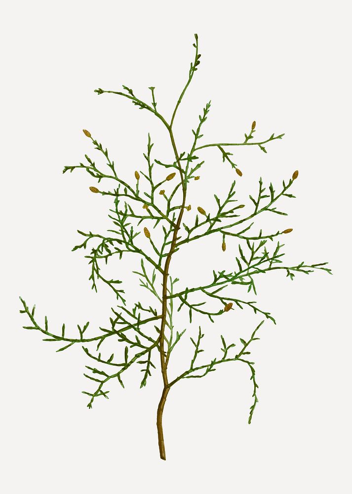 Vintage sictus tree branch plant vector