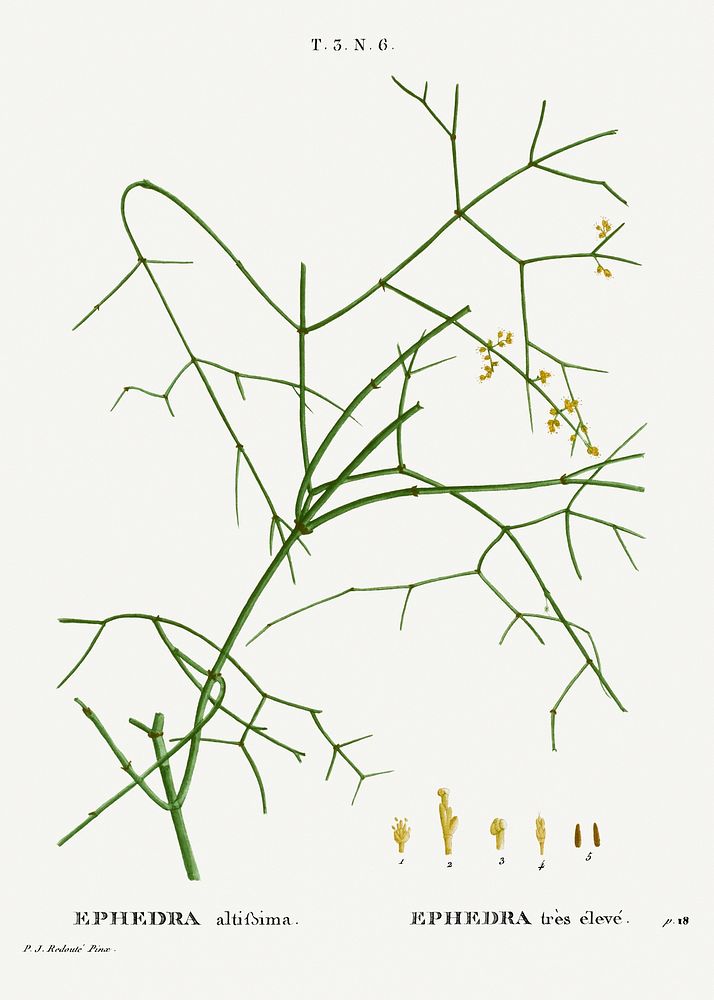 Ephedra altissima from Trait&eacute; des Arbres et Arbustes que l&rsquo;on cultive en France en pleine terre…