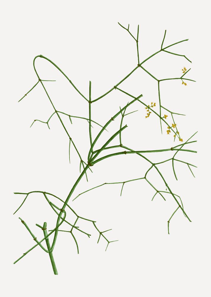 Vintage ephedra altissima branch plant vector