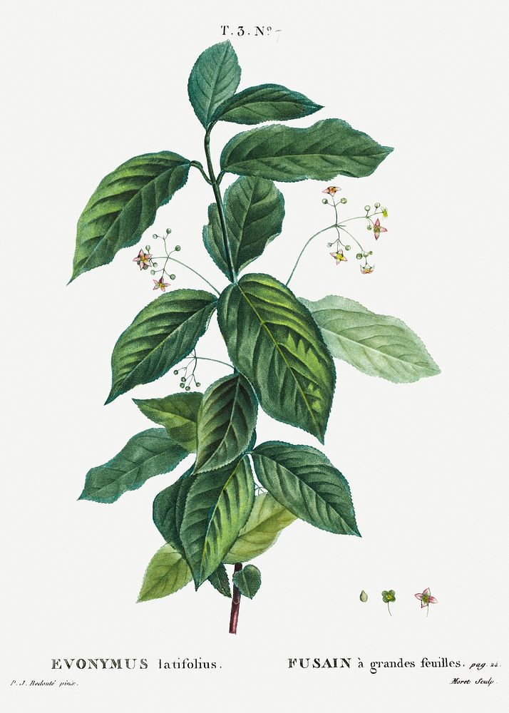 Broadleaf spindle (Evonymus latifolius) from Trait&eacute; des Arbres et Arbustes que l&rsquo;on cultive en France en pleine…