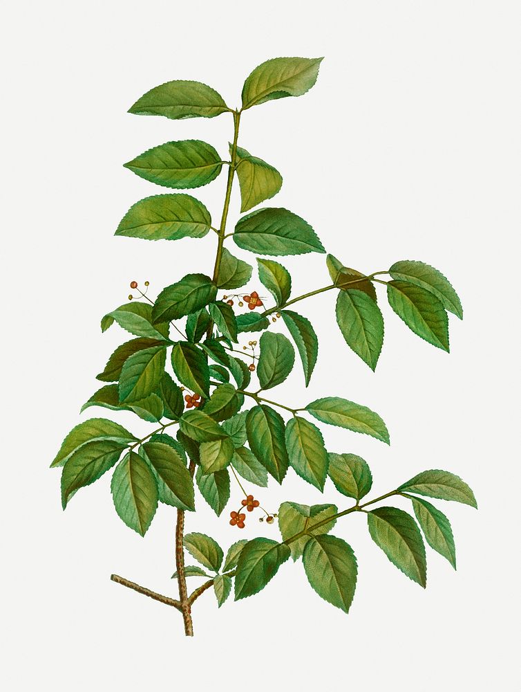 Vintage spindle branch plant illustration