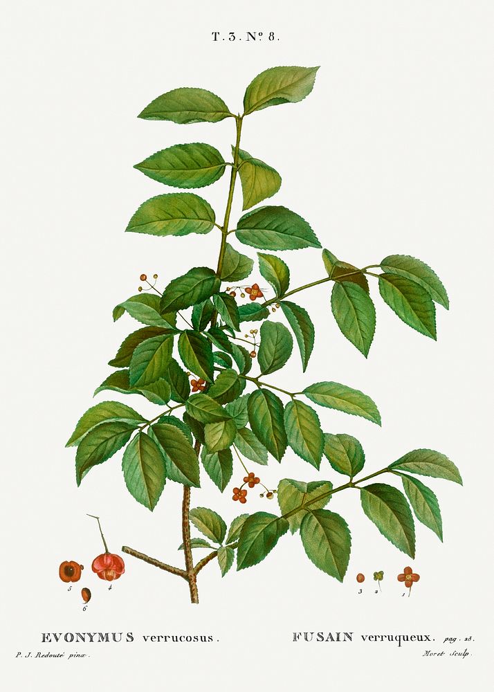 Spindle, Evnymus verrucosus from Trait&eacute; des Arbres et Arbustes que l&rsquo;on cultive en France en pleine terre…
