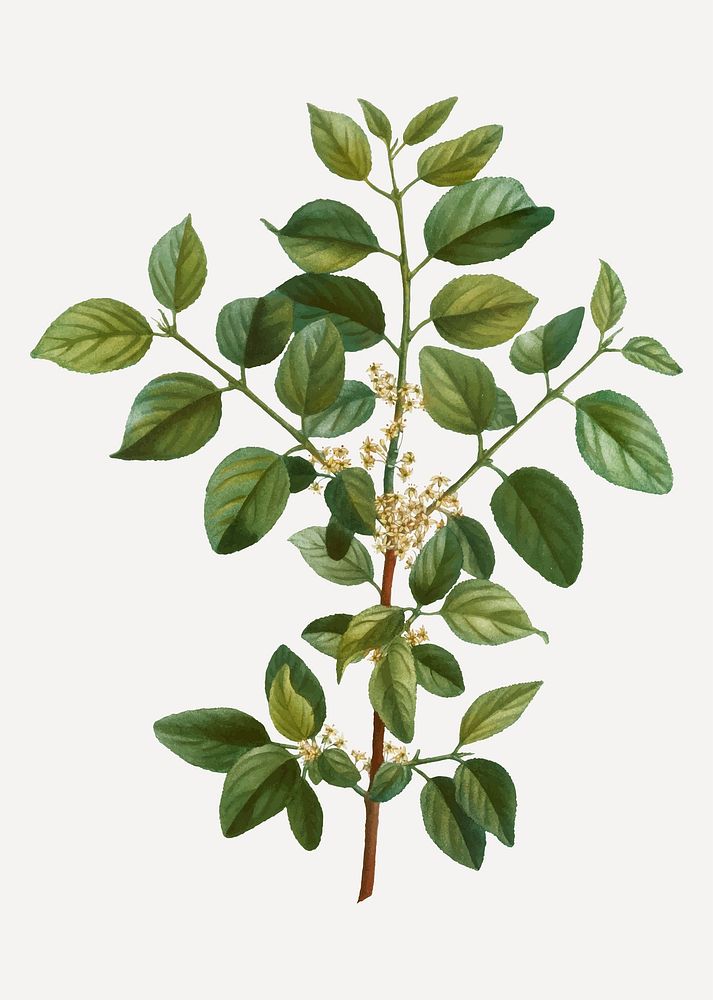 Vintage common buckthorn branch plant vector