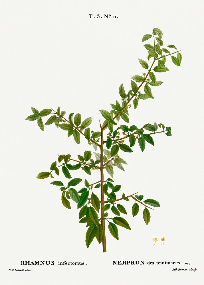 Rock buckthorn, Rhamnus infectorius from Trait&eacute; des Arbres et Arbustes que l&rsquo;on cultive en France en pleine…