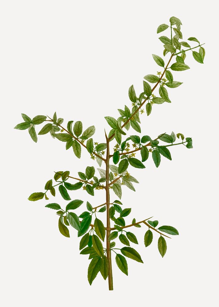 Vintage rock buckthorn branch plant vector