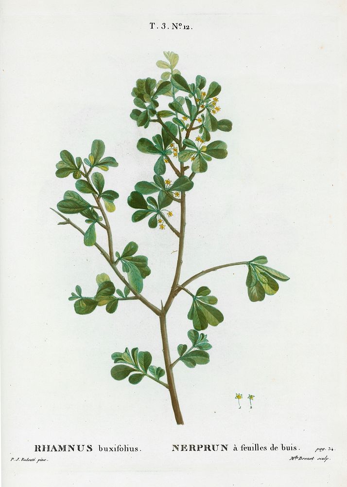 European buckthorn, Rhamnus buxifolius from Trait&eacute; des Arbres et Arbustes que l&rsquo;on cultive en France en pleine…
