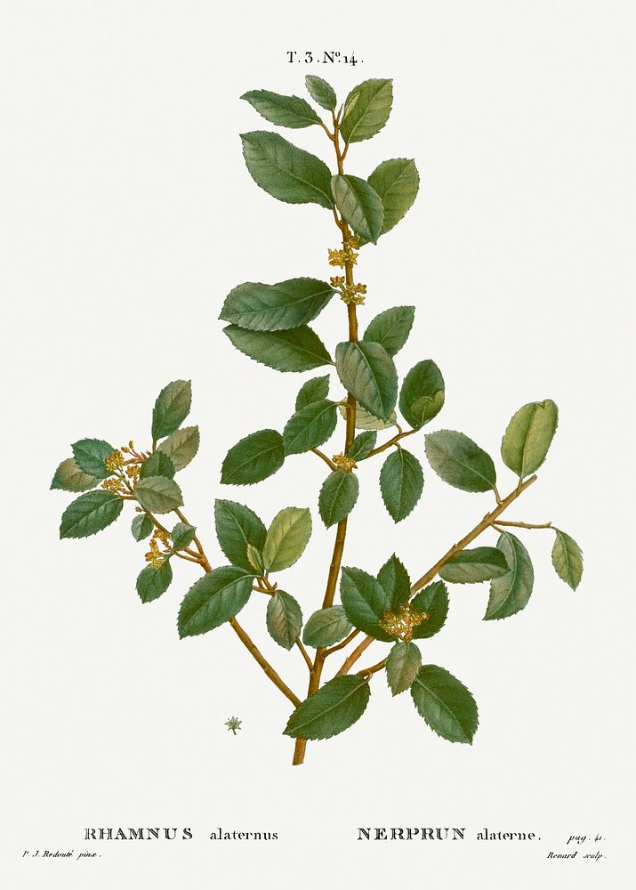 Italian buckthorn, Rhamnus alaternus from Trait&eacute; des Arbres et Arbustes que l&rsquo;on cultive en France en pleine…
