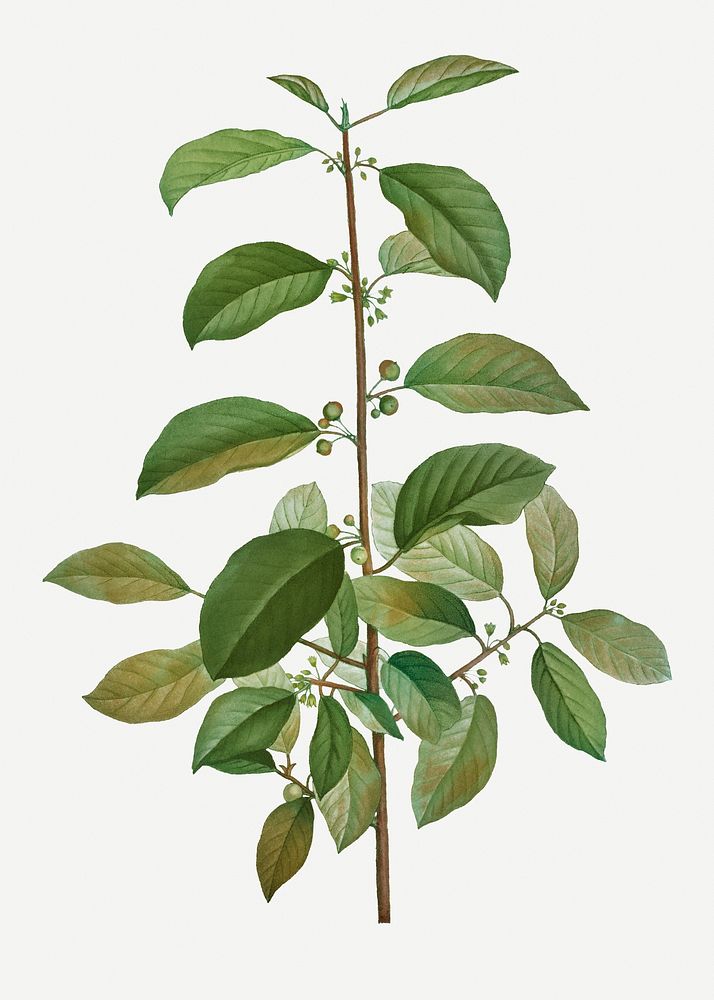 Vintage alder buckthorn branch plant illustration