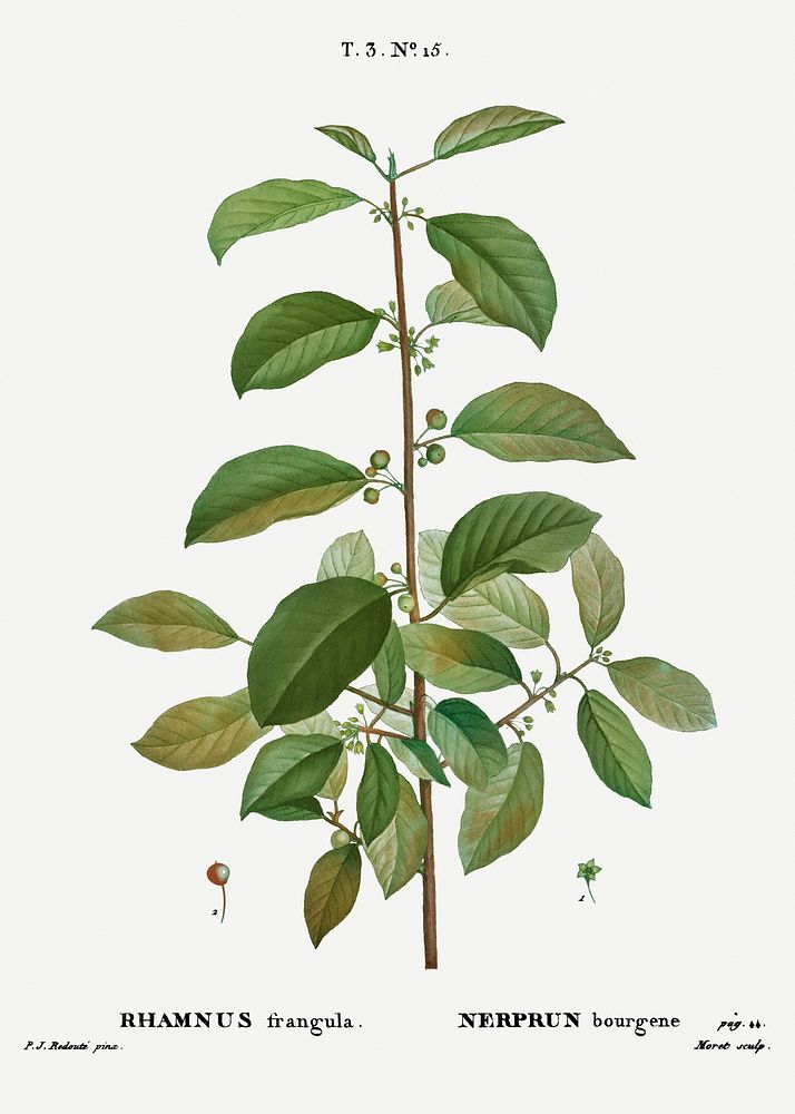 Alder buckthorn, Rhamnus frangula from Trait&eacute; des Arbres et Arbustes que l&rsquo;on cultive en France en pleine terre…