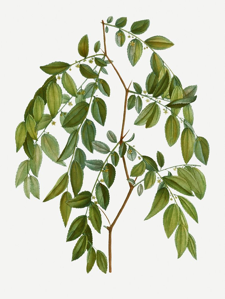 Vintage jujube branch plant illustration