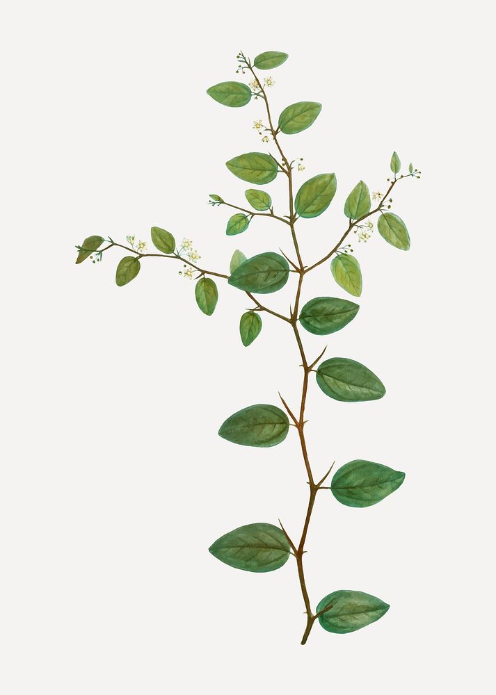 Vintage Christ's thorn branch plant vector