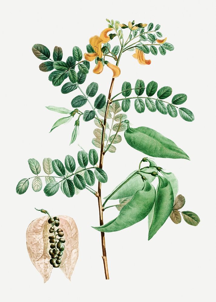 Vintage bladder-senna plant illustration