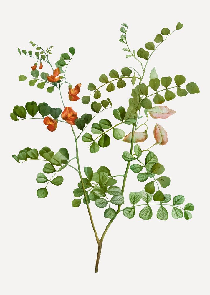 Vintage blood spotted bladder senna branch plant vector