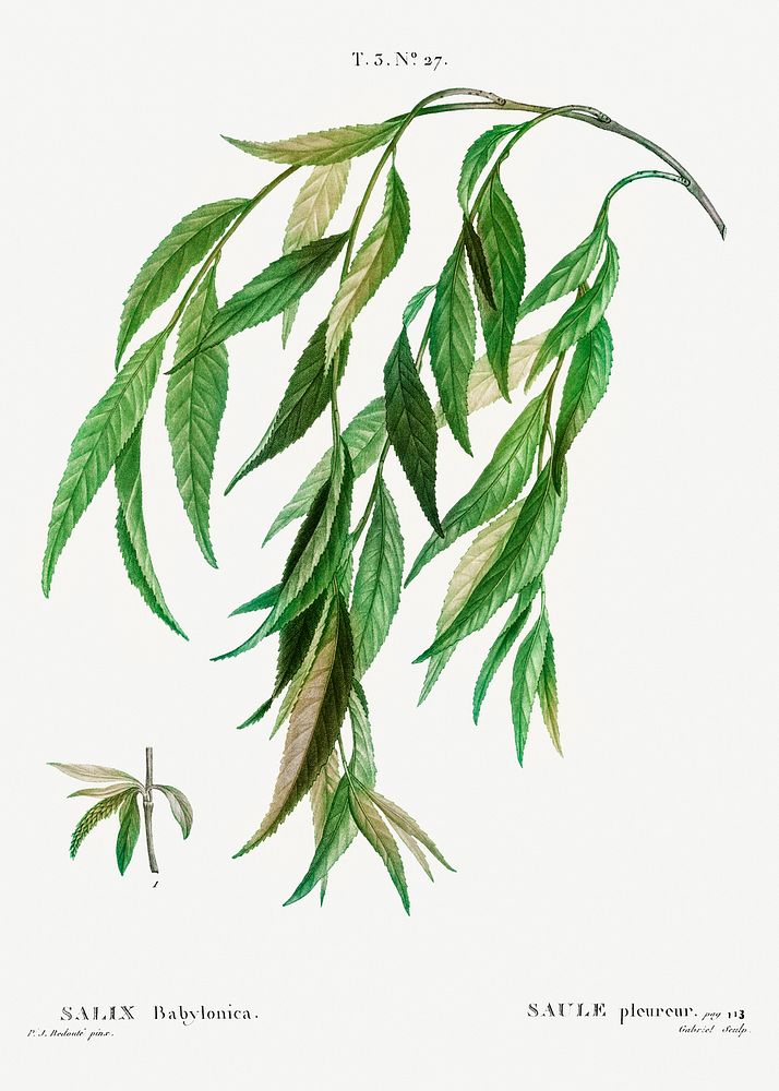 Weeping willow (Salix babylonica) from Trait&eacute; des Arbres et Arbustes que l&rsquo;on cultive en France en pleine terre…