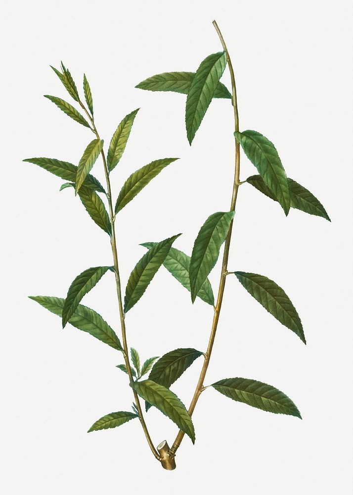 Vintage golden willow branch plant illustration