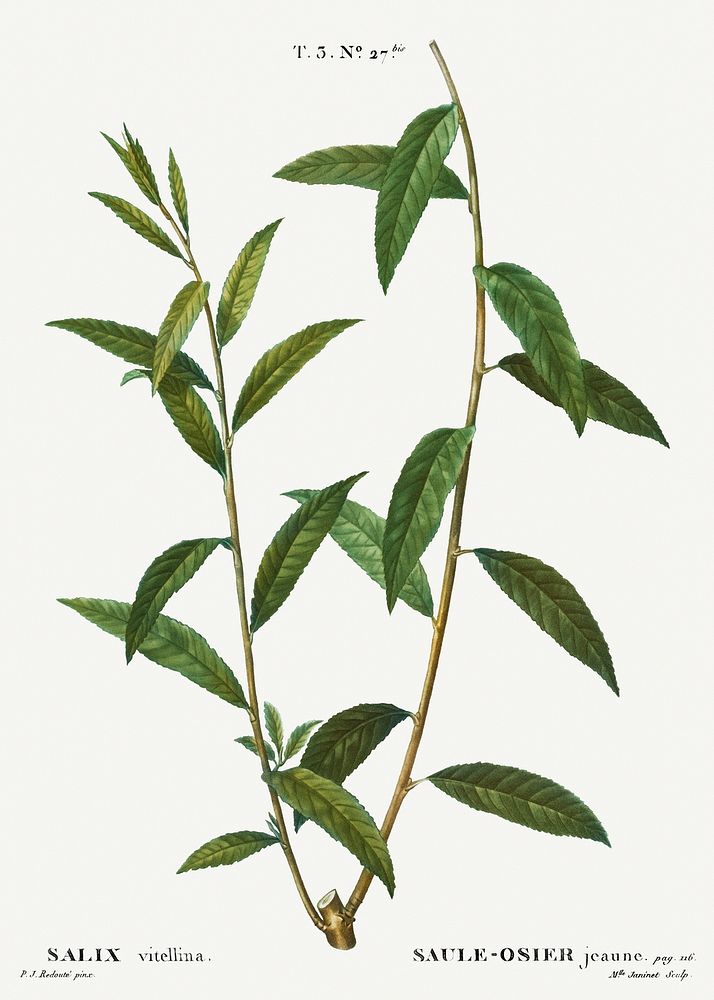 Golden willow, Salix vitellina from Trait&eacute; des Arbres et Arbustes que l&rsquo;on cultive en France en pleine terre…