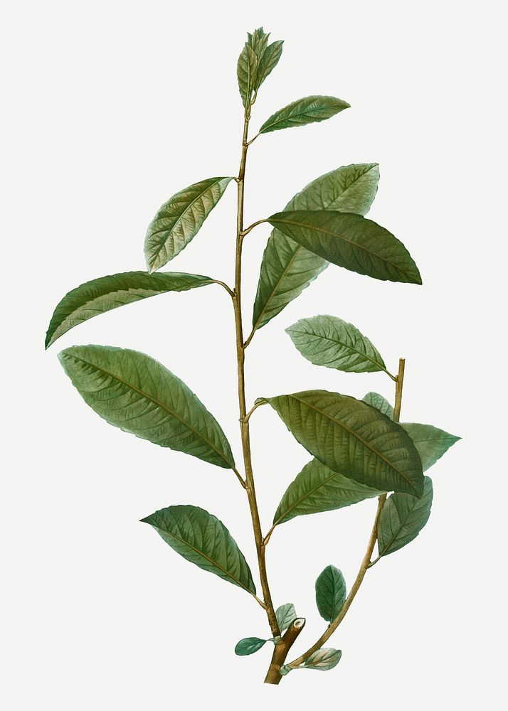 Vintage grey willow branch plant illustration