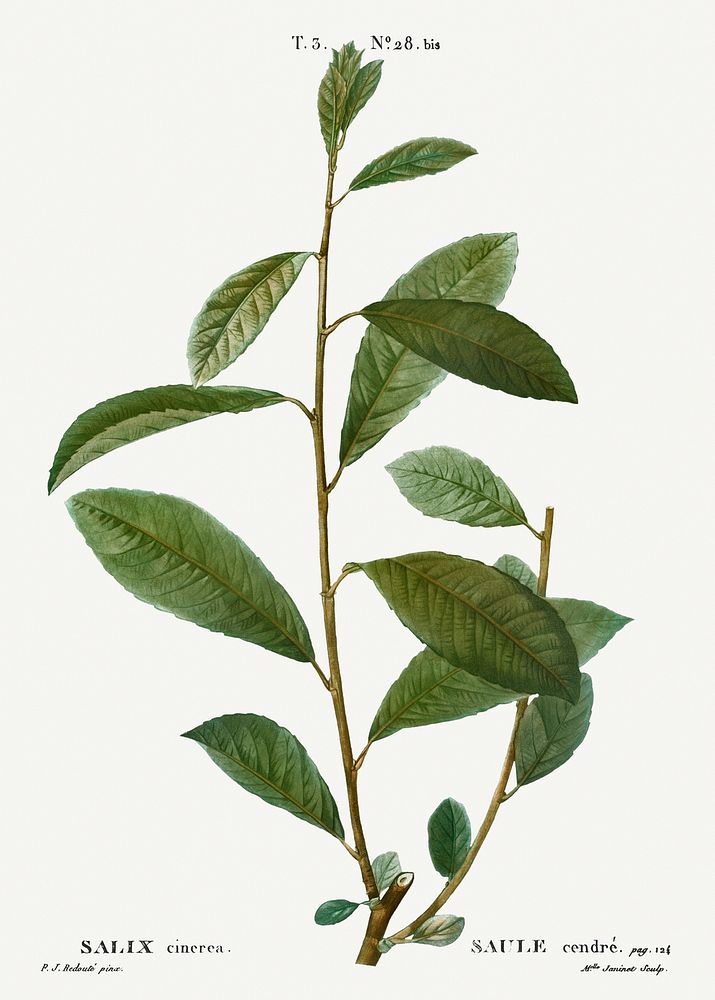 Grey willow, Salix cinerea from Trait&eacute; des Arbres et Arbustes que l&rsquo;on cultive en France en pleine terre…