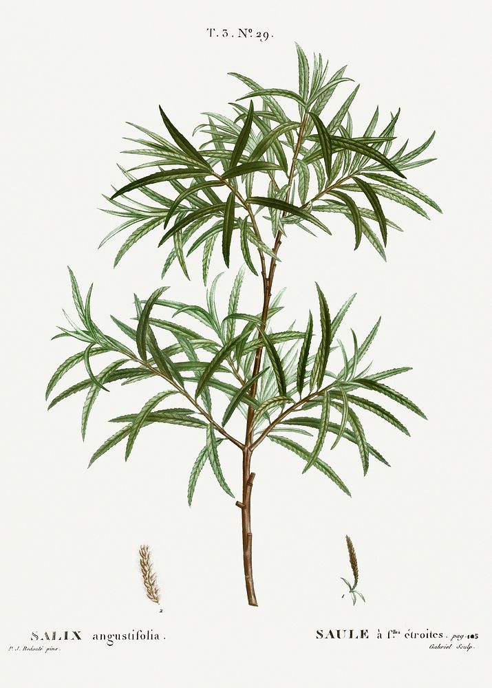 Bitter willow, Salix angustifolia from Trait&eacute; des Arbres et Arbustes que l&rsquo;on cultive en France en pleine terre…