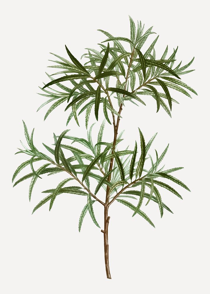 Vintage bitter willow branch plant vector