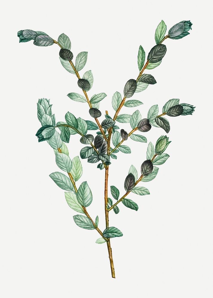 Vintage creeping willow plant illustration