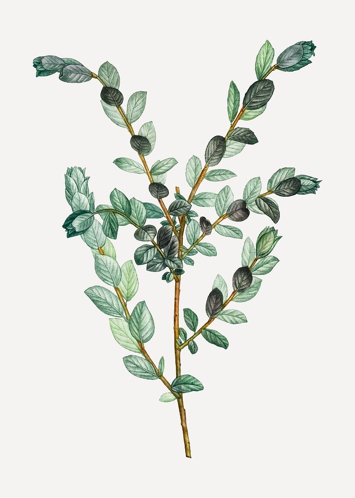 Vintage creeping willow plant vector