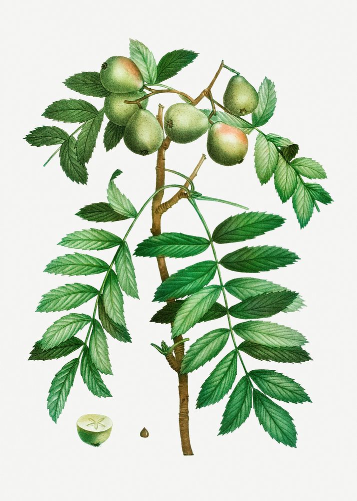 Vintage sorb tree branch illustration