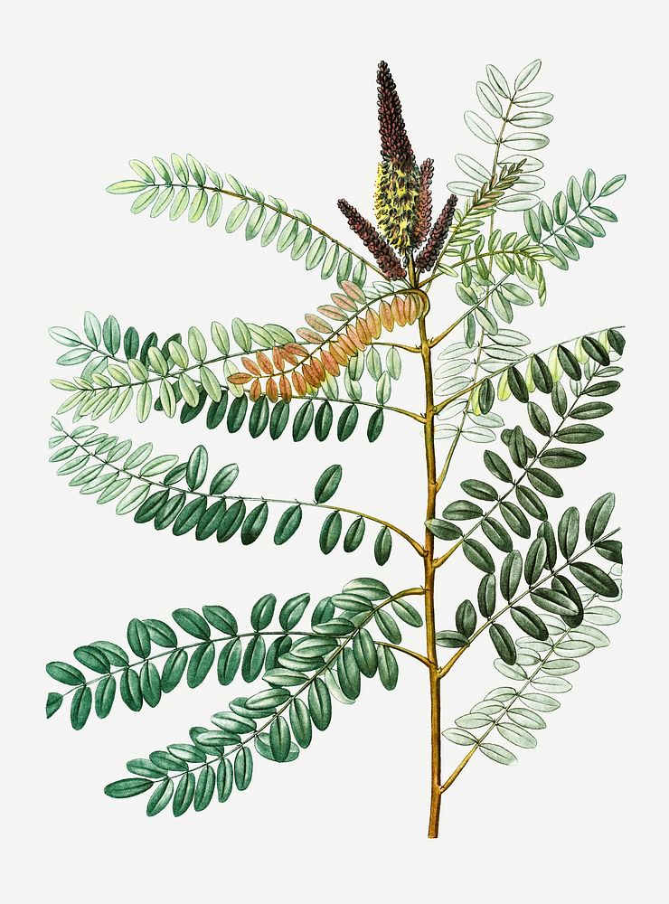 Vintage false indigo bush plant illustration