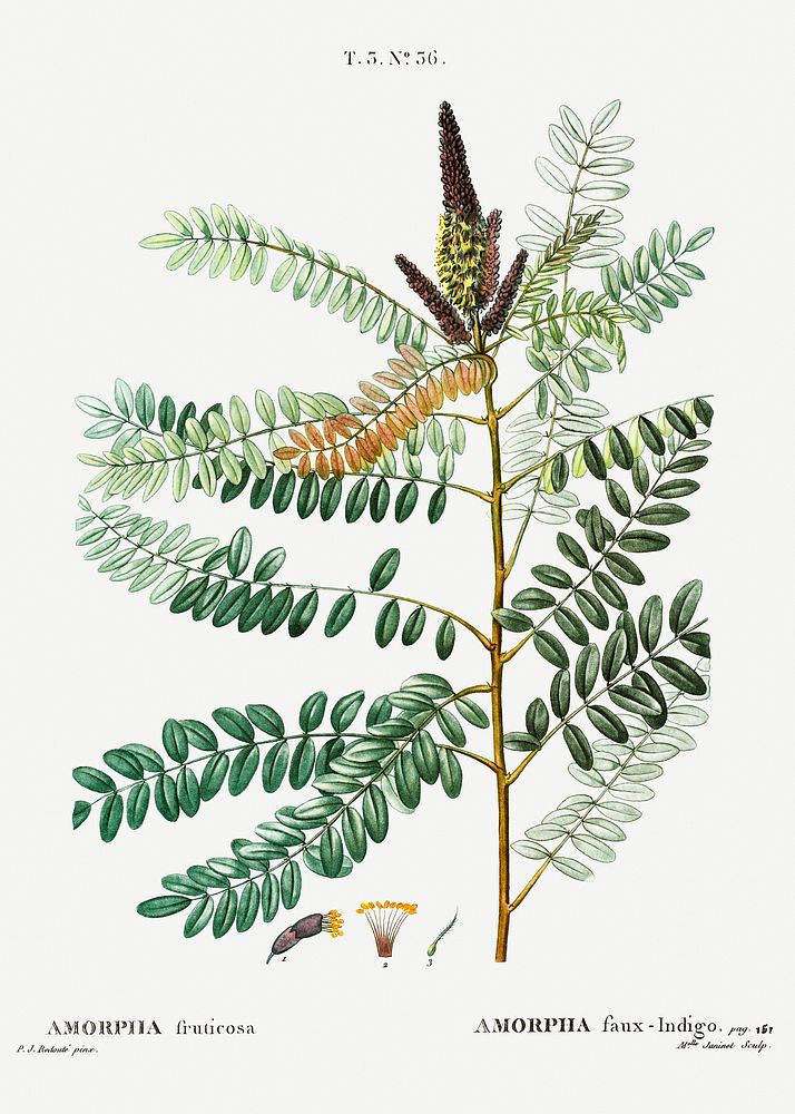 False indigo bush from Trait&eacute; des Arbres et Arbustes que l&rsquo;on cultive en France en pleine terre…