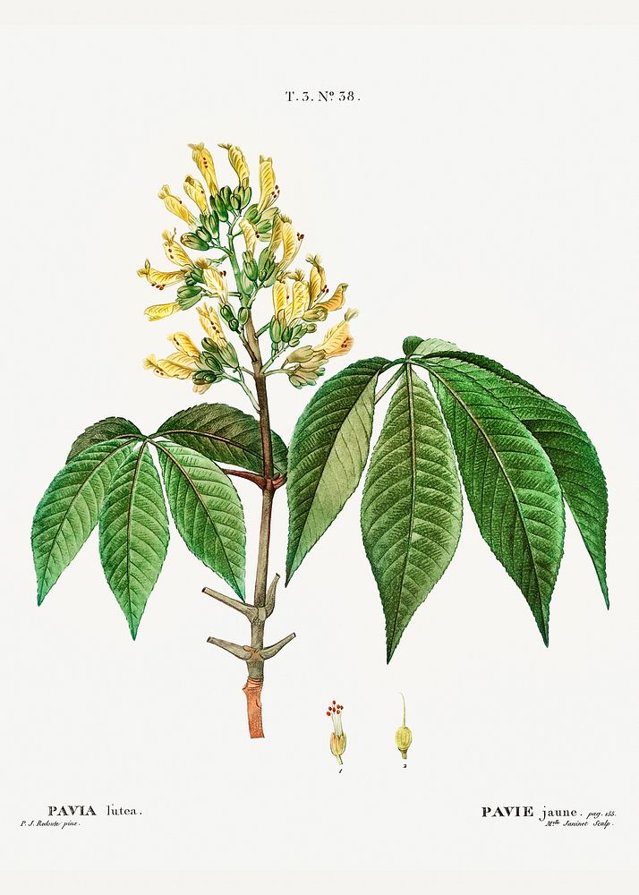 Pavia lutea from Traité des Arbres et Arbustes que l’on cultive en France en pleine terre (1801–1819) by Pierre-Joseph…