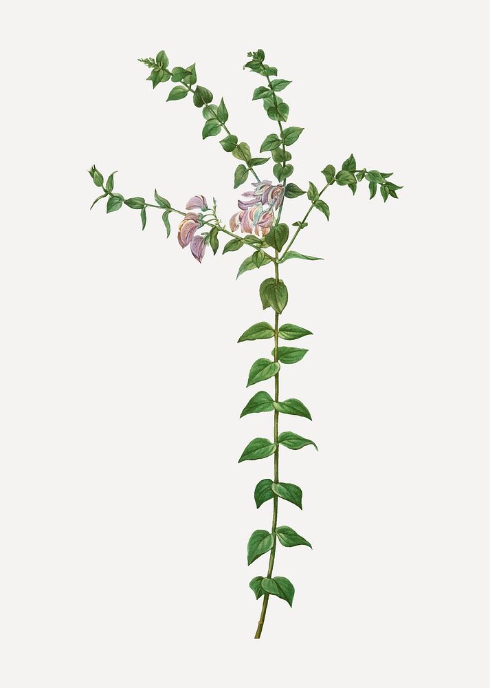 Vintage heart-leaved polygala branch plant vector