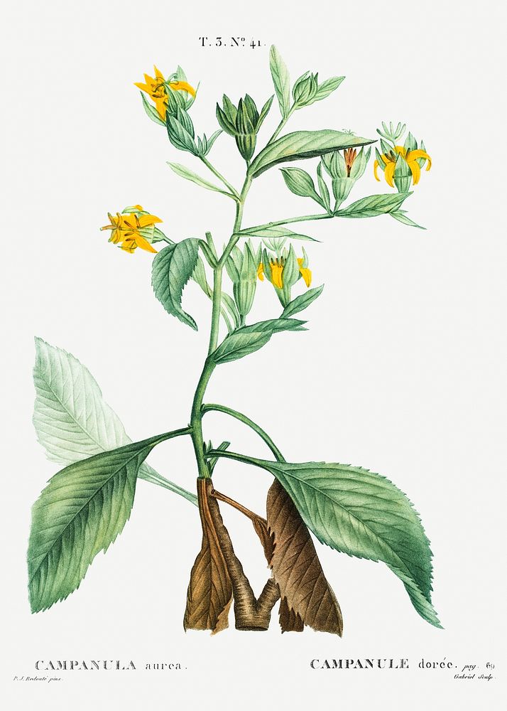 Musschia aurea (Campanula aurea) from Trait&eacute; des Arbres et Arbustes que l&rsquo;on cultive en France en pleine terre…