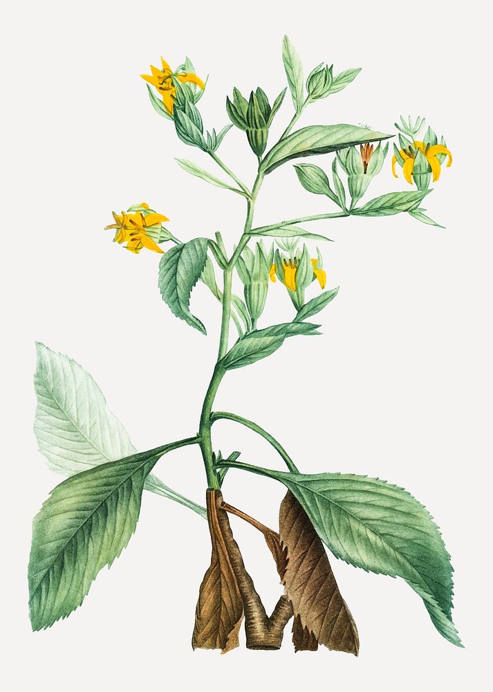 Vintage musschia aurea plant vector