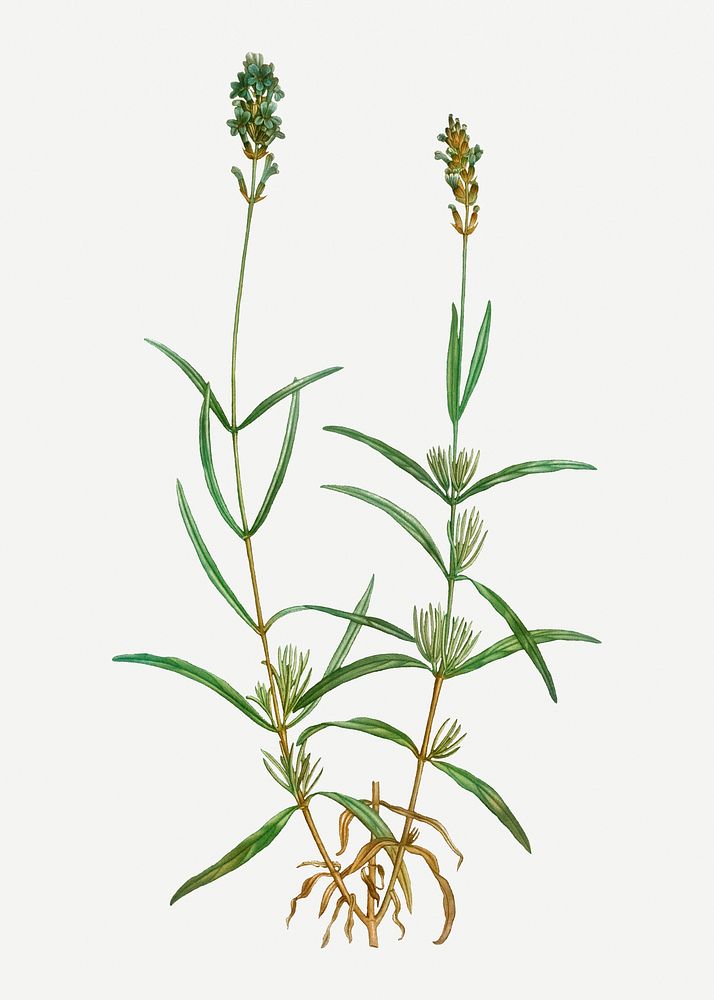 Vintage broadleaved lavender branch plant illustration