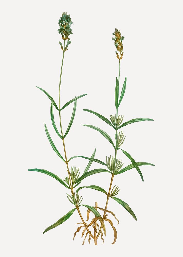Vintage broadleaved lavender branch plant vector