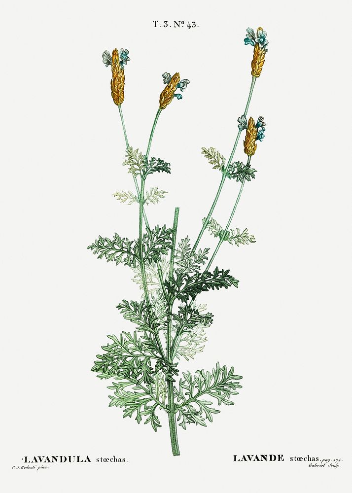 Spanish lavender (Lavandula stoechas) from Trait&eacute; des Arbres et Arbustes que l&rsquo;on cultive en France en pleine…