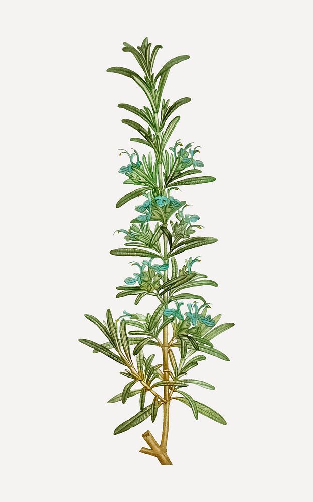 Vintage rosemary branch plant vector