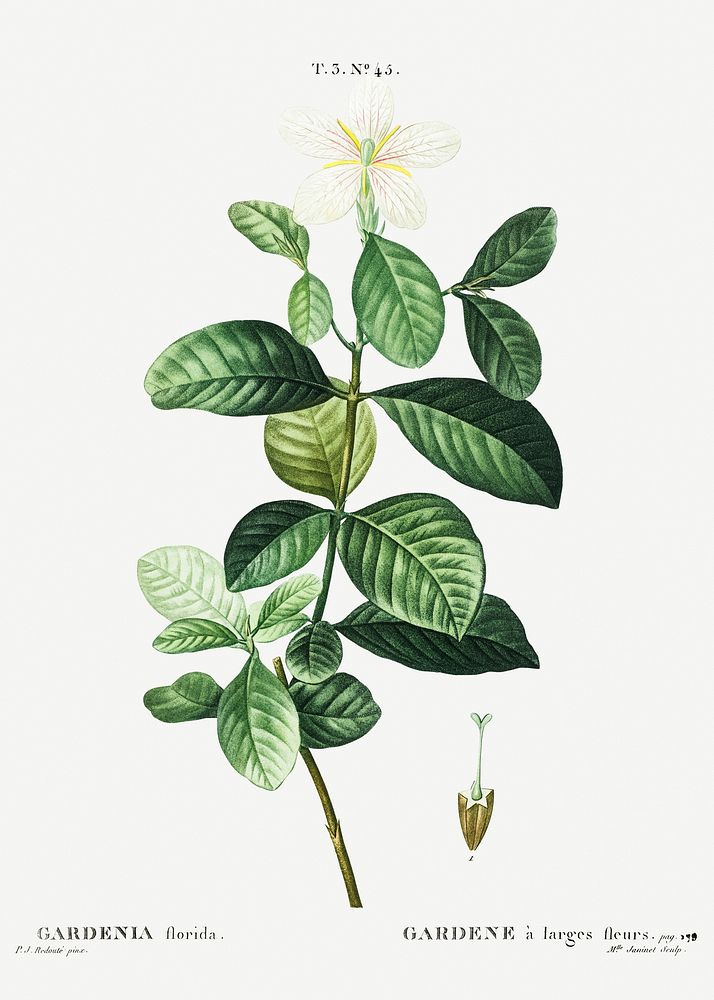 Gardenia (Gardenia florida) from Trait&eacute; des Arbres et Arbustes que l&rsquo;on cultive en France en pleine terre…