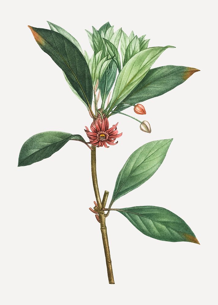 Vintage Florida anise plant vector